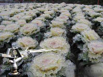 防爆電伴熱帶植物溫室栽培